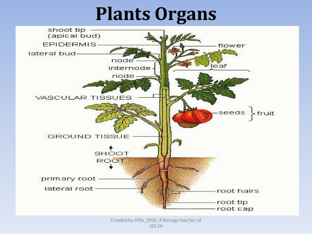leaves function of plant